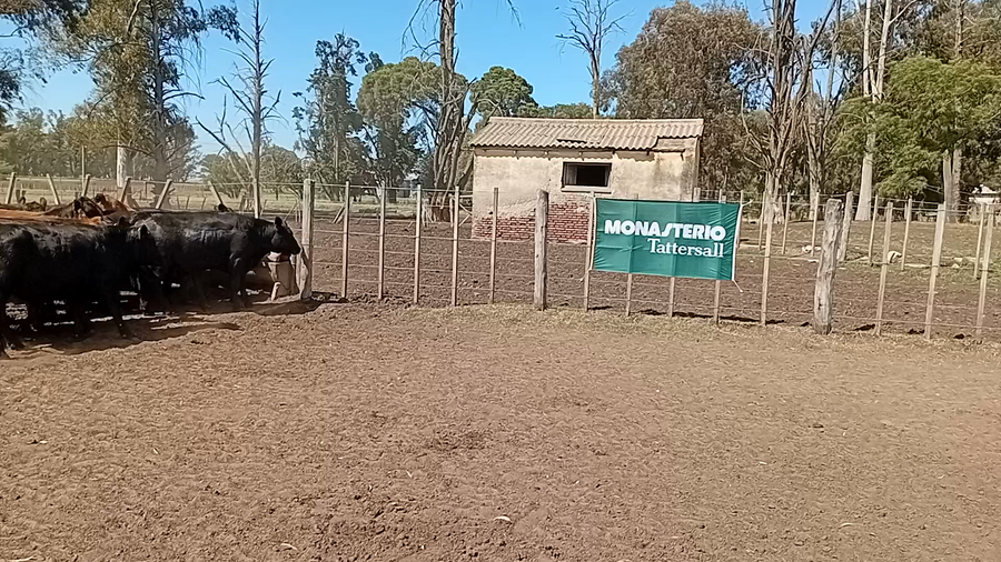 Lote 51 Novillitos y Vaquillonas en Guaminí