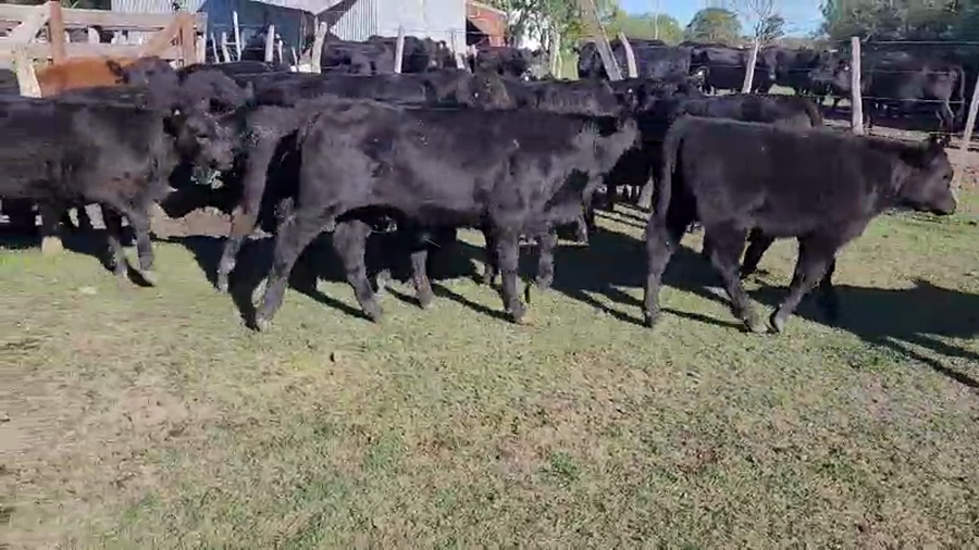 Lote 28 Terneros/as en Villaguay, Entre Ríos