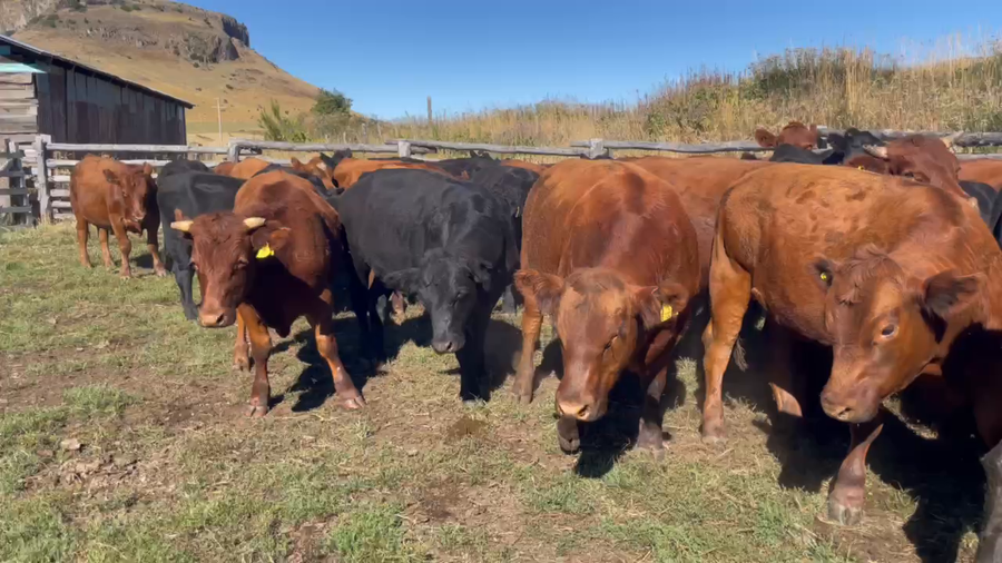 Lote 40 Novillo Engorda en Coyhaique, XI Región Aysén