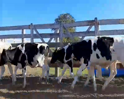 Lote 30 Terneros en  Palacios, Santa Fe