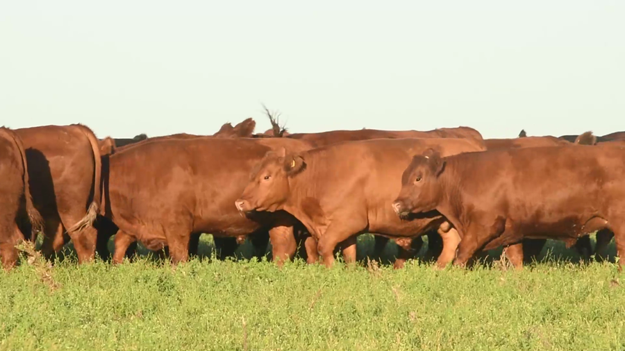 Lote 32 Novillo Exportacion UE HILTON