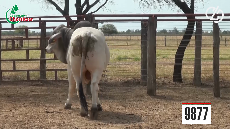 Lote Brahman