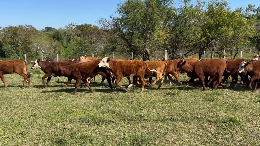 Lote 117 Terneras