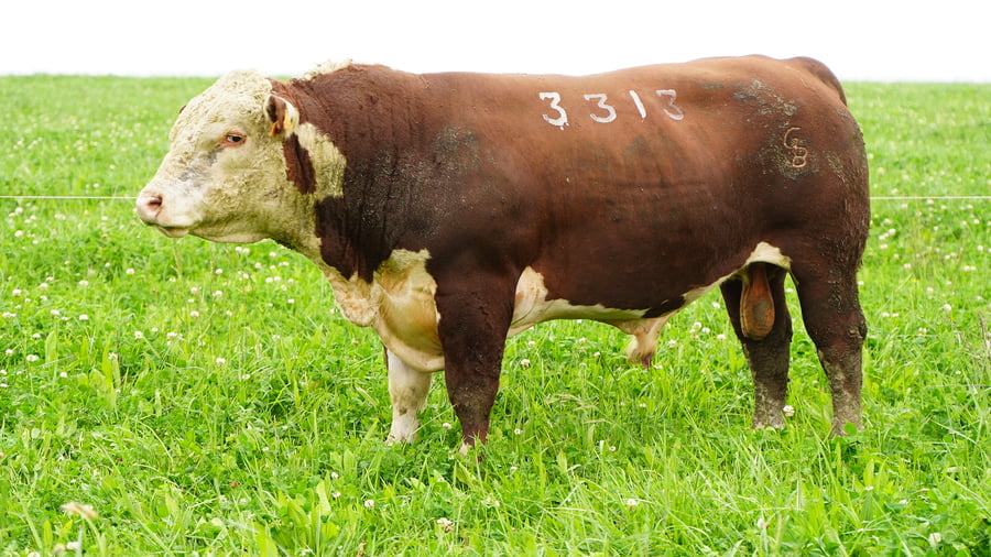 Lote (Vendido)Toros a remate en Ganadera Barracas S.A en Caraguata
