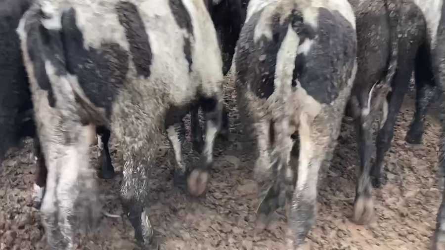 Lote 45 Novillo Gordo en Melipilla, Región Metropolitana