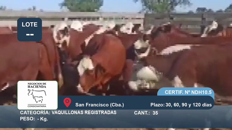 Lote 35 Vaquillas Registradas en Córdoba, San Francisco