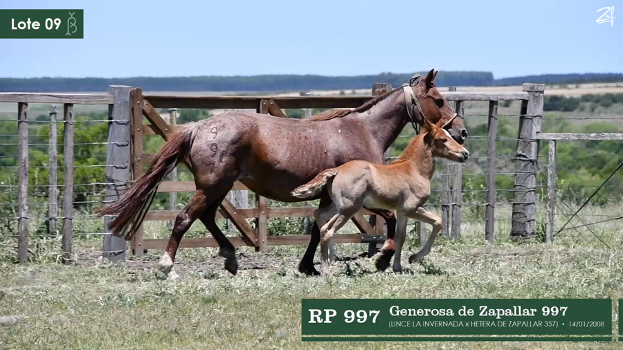 Lote Generosa del Zapallar