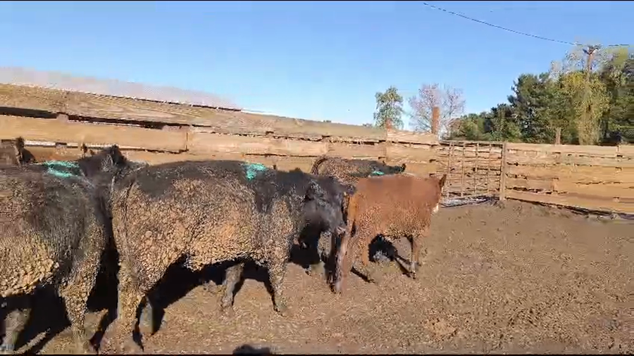 Imagen 1 del Lote Lote 20 Vaquilla Gorda en Los Ángeles, VIII Región Biobío