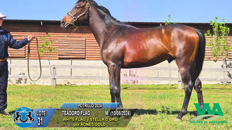 Lote TEADORO FLAG