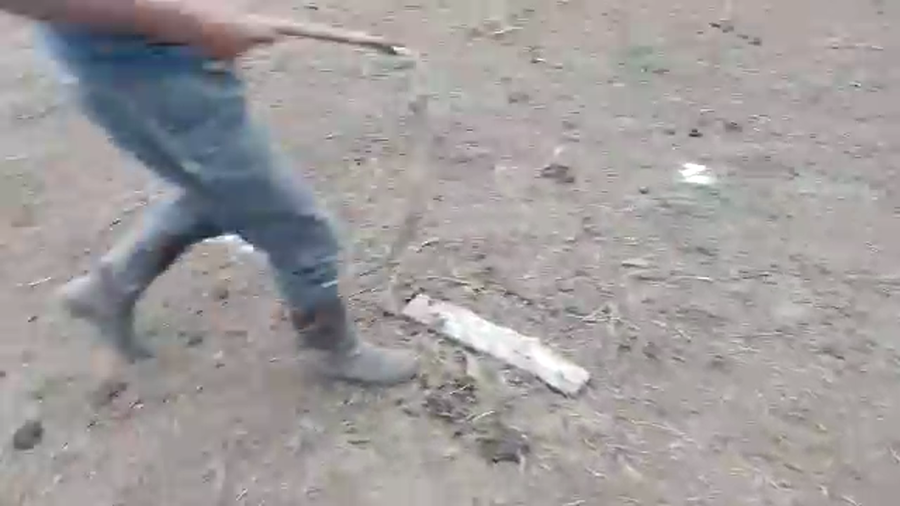 Lote 19 Terneros Holando a remate en Pantalla Camy en Coronilla