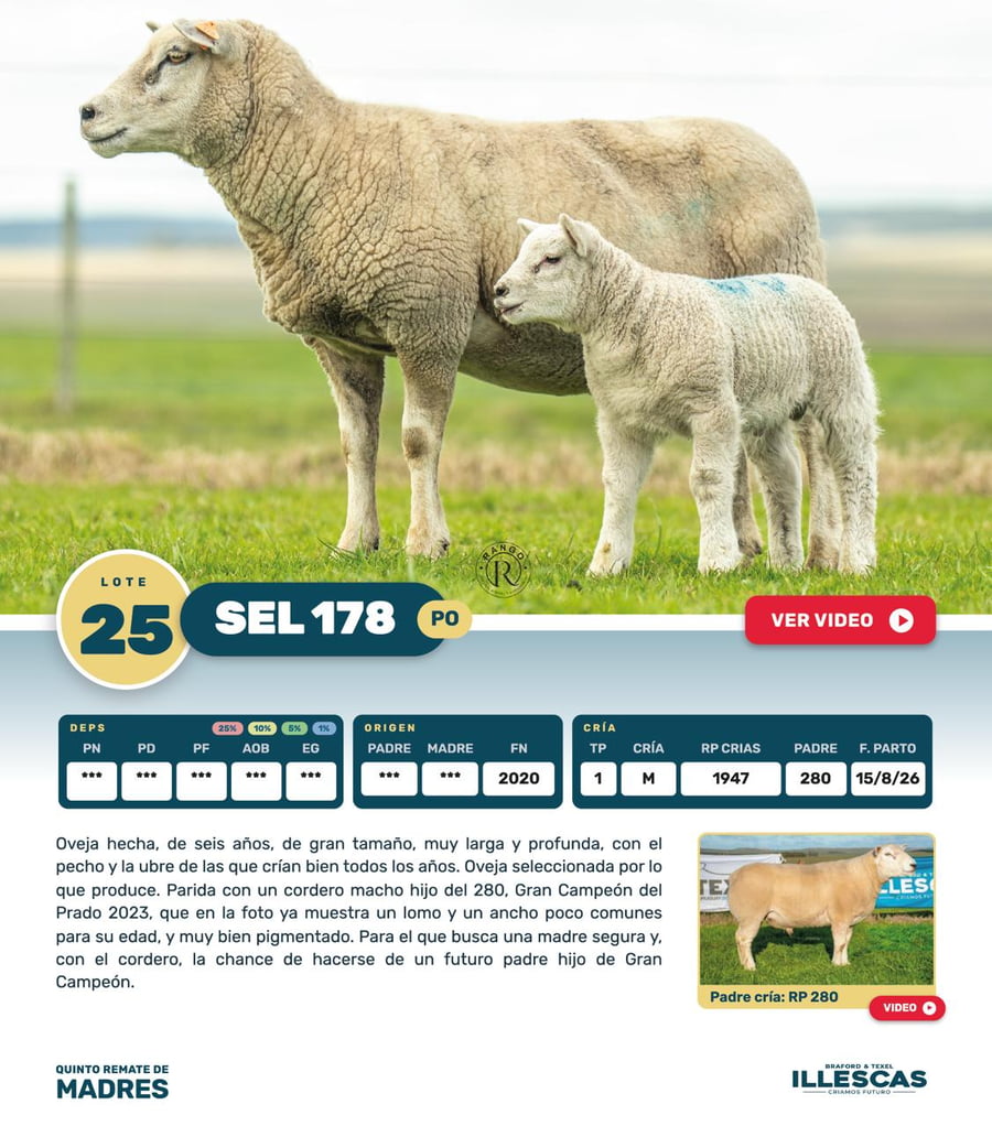 Lote Lote 25