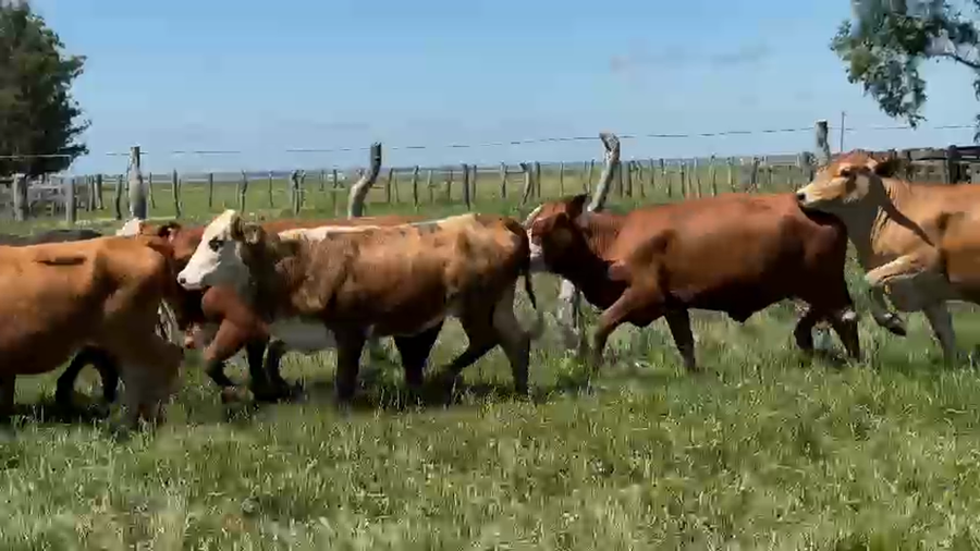 Lote 60 Vaquillonas C/ servicio