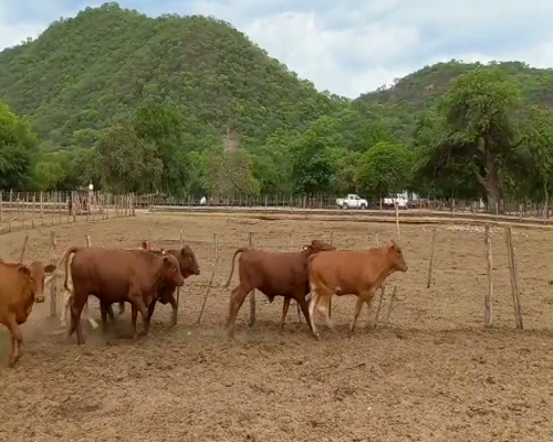 Lote 76 Vaquillonas Brangus Coloradas de 245 Kg, en El Tala, Salta.-