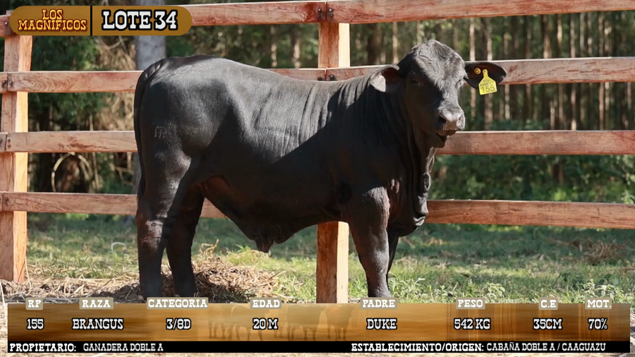 Lote LOTE 34 - PANTALLA