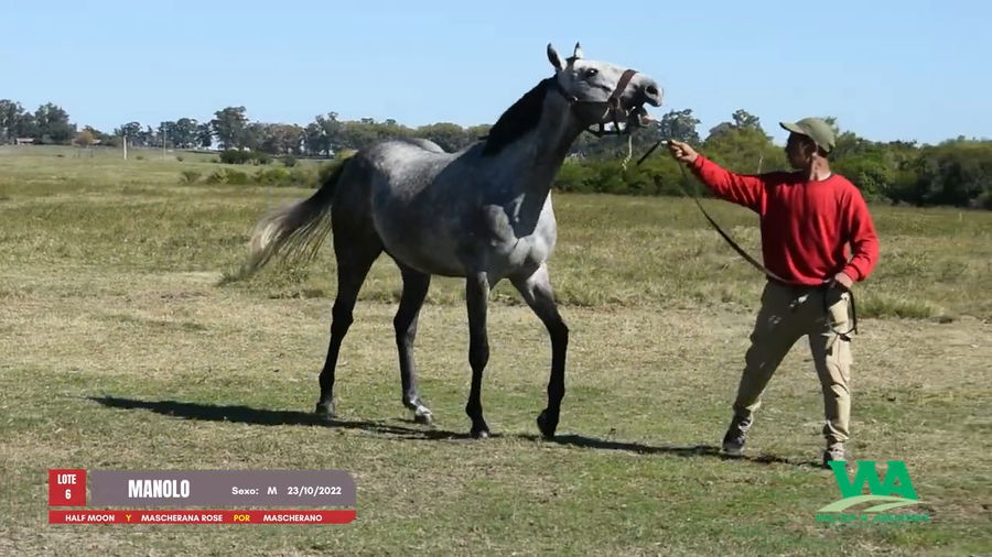 Lote MANOLO