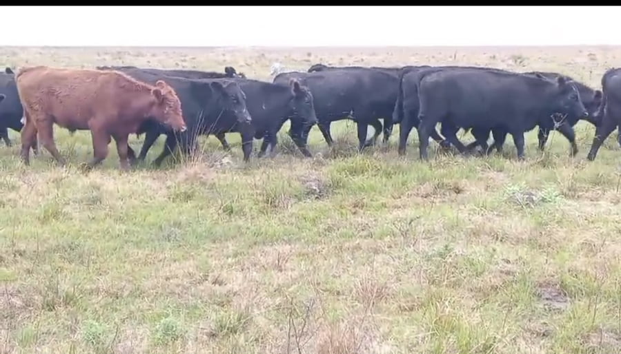 Lote 130 Novillos en Corrientes, Curuzú-Cuatiá