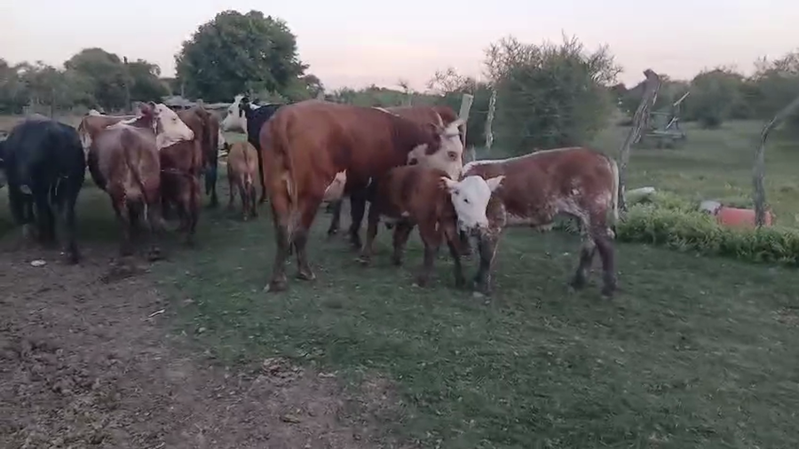 Lote 22 Vacas con Cría  en Corrientes, Curuzu Cuatia