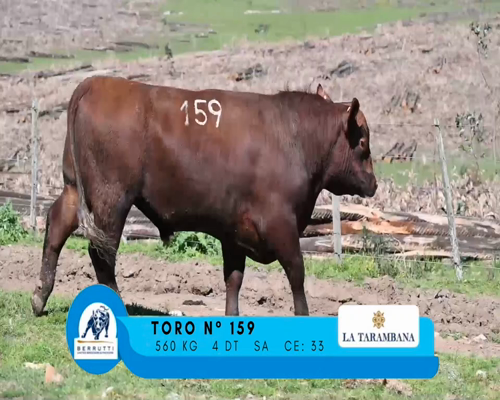 Lote TORO 159