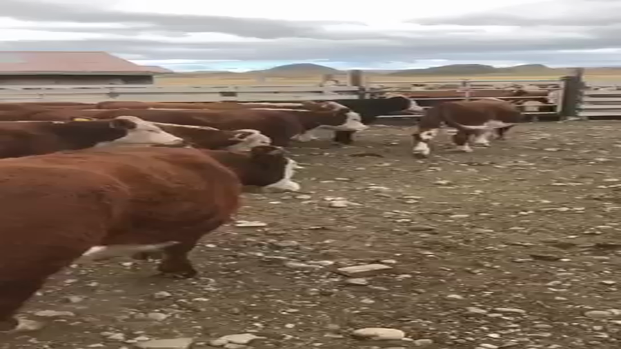 Lote 35 Novillo Engorda en Coyhaique, XI Región Aysén