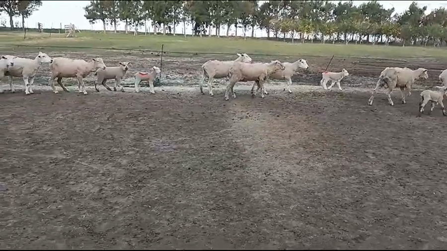 Lote (Vendido)34 Piezas de cría TEXEL - IDEAL a remate en #35 Pantalla Carmelo en VIBORAS Y VACAS