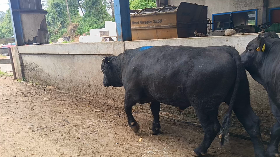 Lote 12 Torete en XIV Región Los Ríos, Futrono