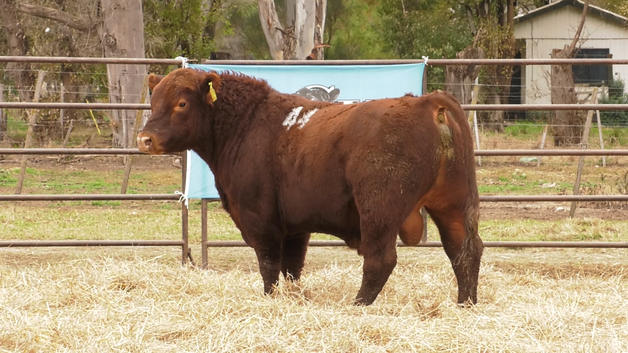 Lote TOROS ANGUS COLORADOS  PC