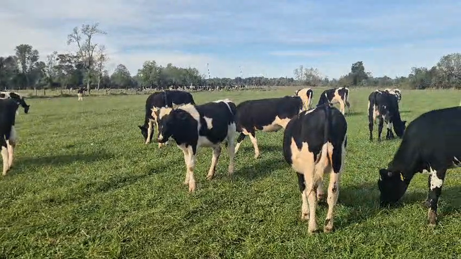 Lote 143 Ternero en Freire, IX Región Araucanía