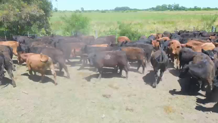 Lote 120 Terneros