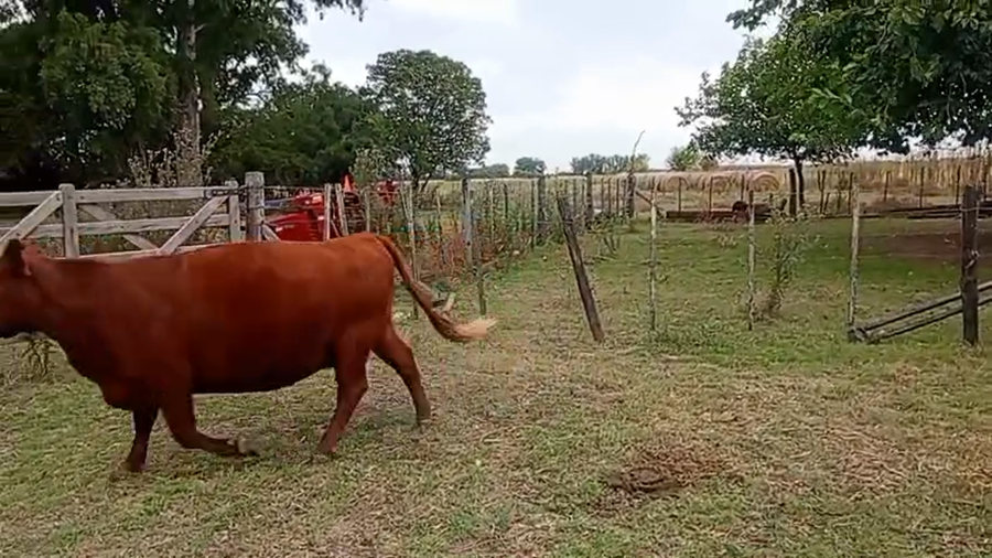 Lote 5 Vacas preñadas NUEVA, MEDIO DIENTE Y USADA