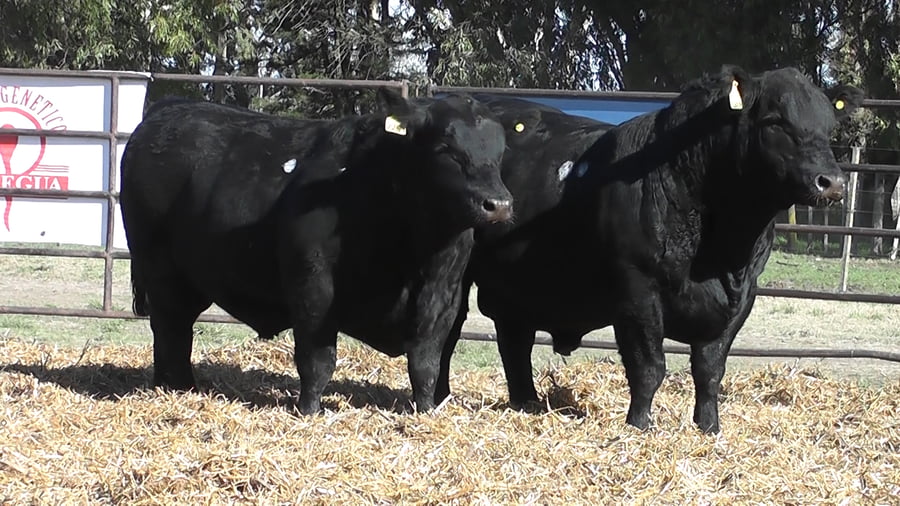 Lote TOROS ANGUS PURO DE PEDIGREE