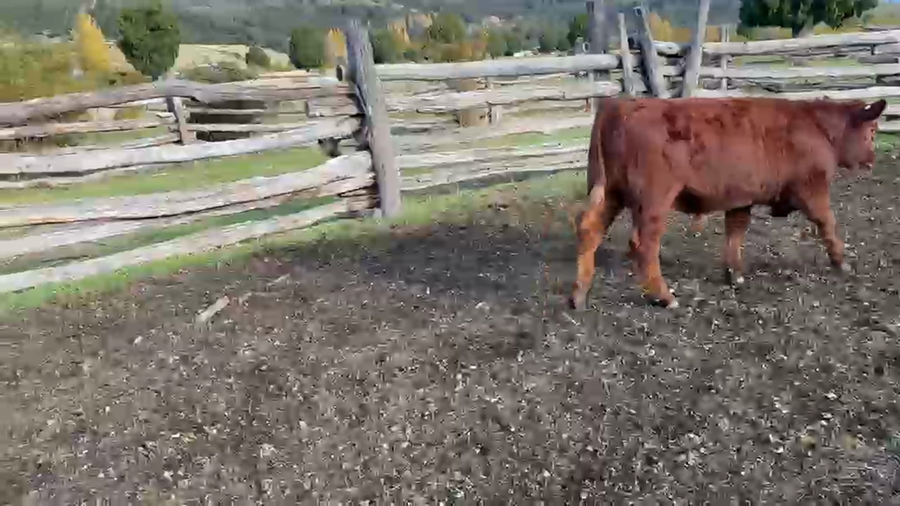 Lote 35 Ternero en Chile Chico, XI Región Aysén