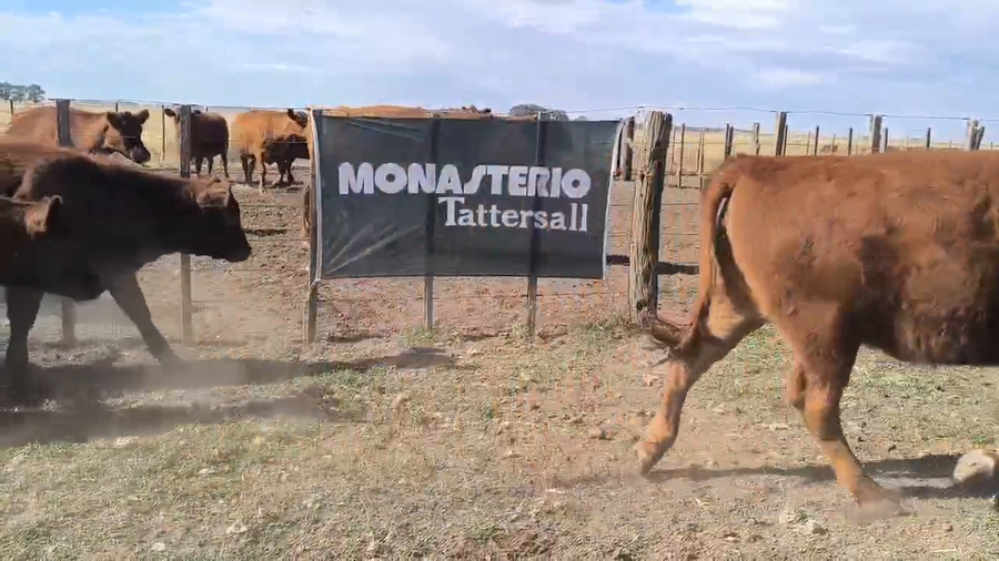 Lote 20 Terneros/as en Buenos Aires, Olavarría