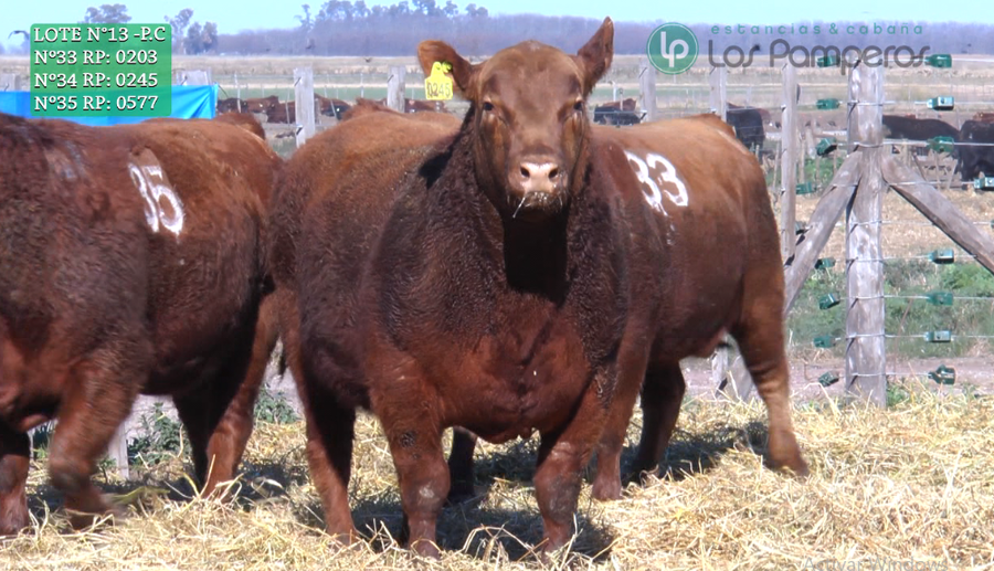 Lote TOROS PUROS CONTROLADOS