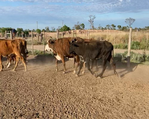 Lote 250 Vacas de invernar en Bandera, Santiago del Estero