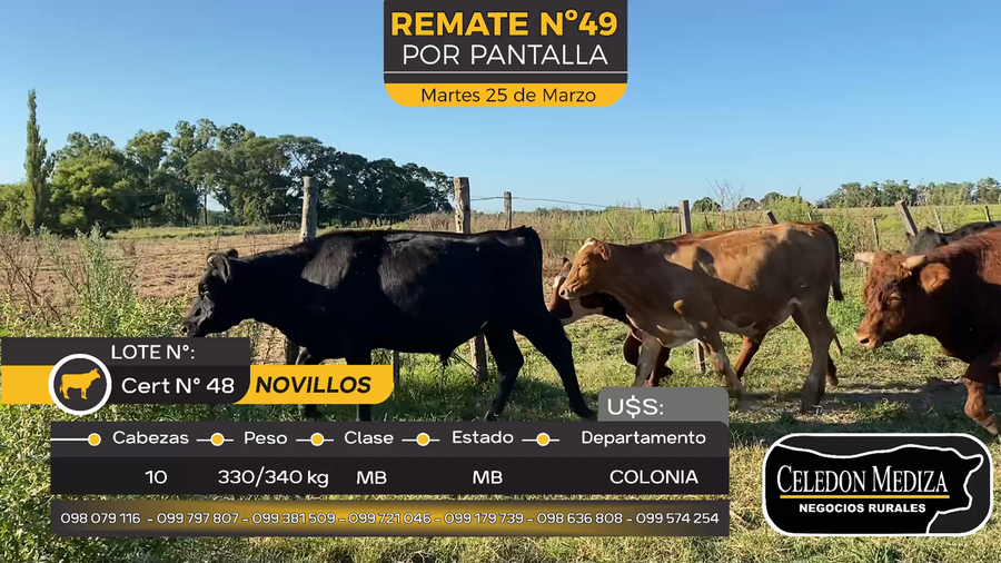 Lote 10 Novillos en La Horqueta, Colonia