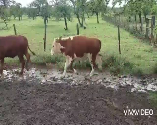 Lote 75 Terneros en Curuzú-Cuatiá, Corrientes