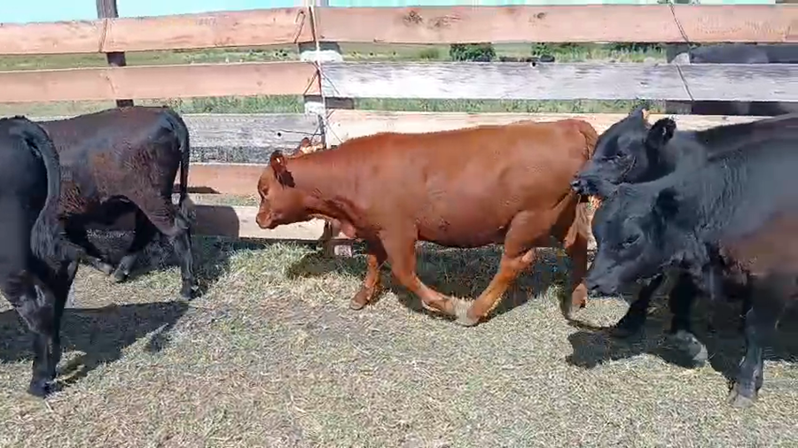 Lote 11 Terneras a remate en Ultima pantalla del año - Escritorio Camy, San José