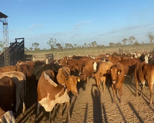 Lote 85 Vacas de invernar en Bandera, Santiago del Estero