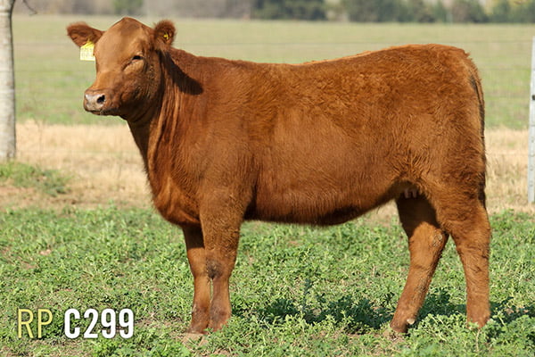 Lote 3 TERNERAS PURAS DE PEDIGREE