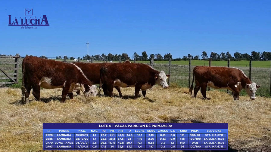 Lote VACAS PARICIÓN DE PRIMAVERA