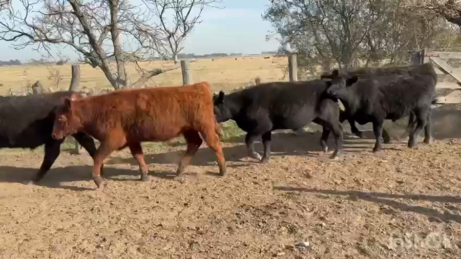 Lote 85 Novillitos
