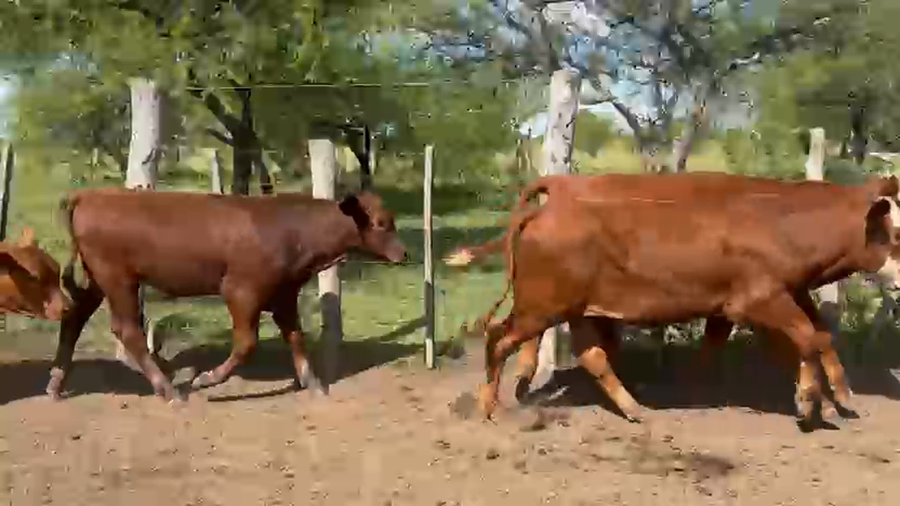 Lote 50 Terneros en Corrientes, Curuzu Cuatia