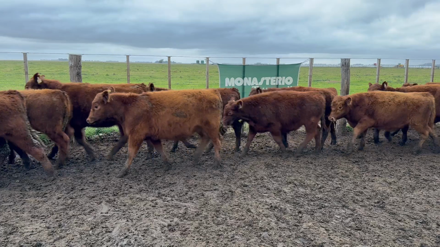 Lote 60 Terneros en Coronel Dorrego