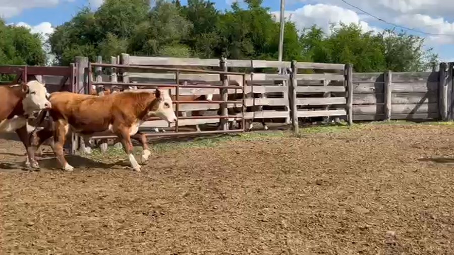 Lote 72 Novillitos en Corrientes, Curuzu Cuatia