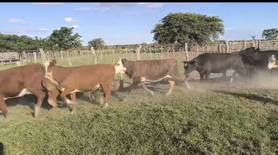 Lote 103 Terneras en Corrientes, Curuzú-Cuatiá