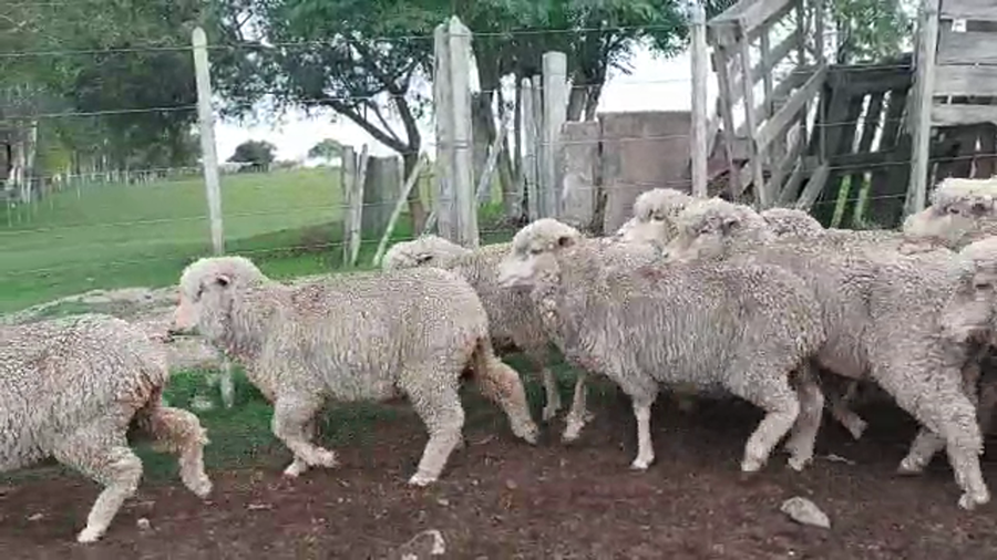 Lote 50 Ovejas Merino Australiano