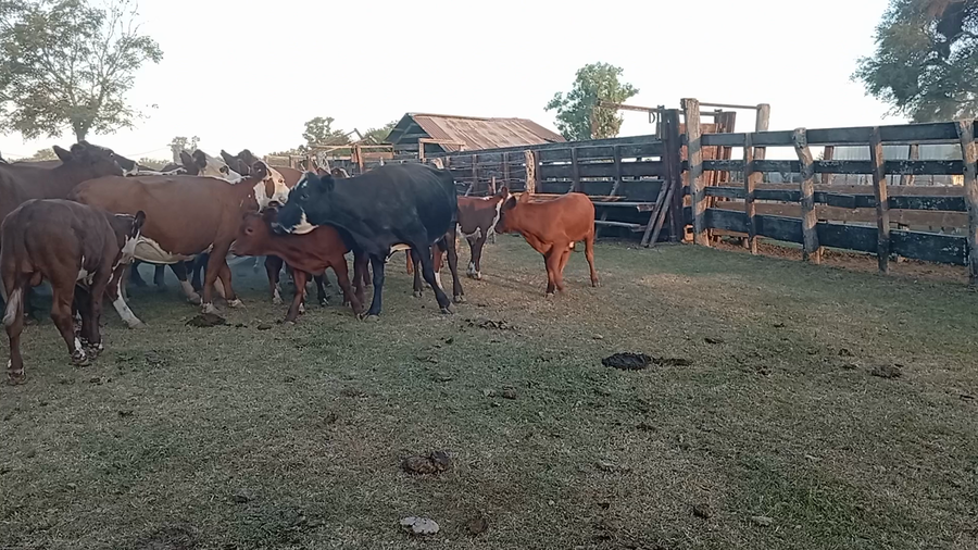 Lote 48 Vacas CUT con cría