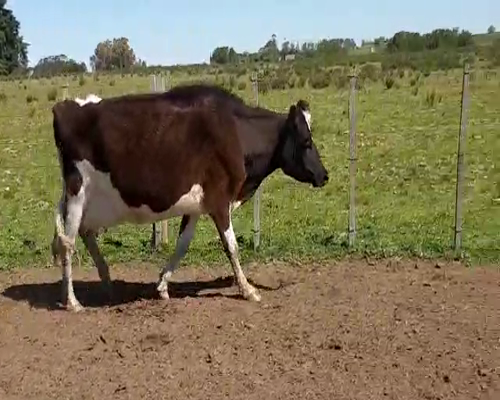 Lote Vacas de Invernada a remate en Feria por pantalla, San José