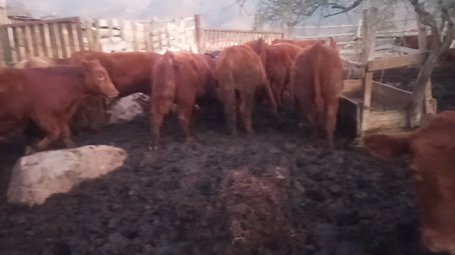 Lote 25 Novillo Engorda en Petorca, V  Región Valparaíso