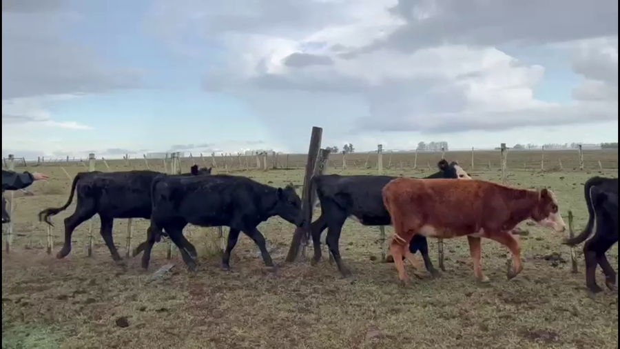 Lote VAQUILLONAS 1-2